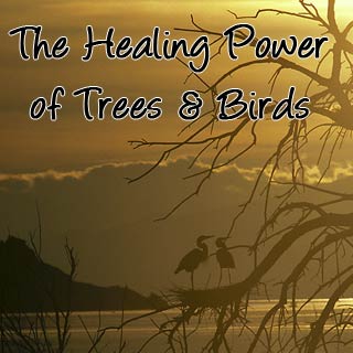 Healing Your Body & Soul With Nature, Trees & Brids